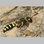 Cerceris arenaria - Sandknotenwespe w18a 12mm - mit Ruesselkaefer - Strophosoma capitatum - Niedringhaussee.jpg